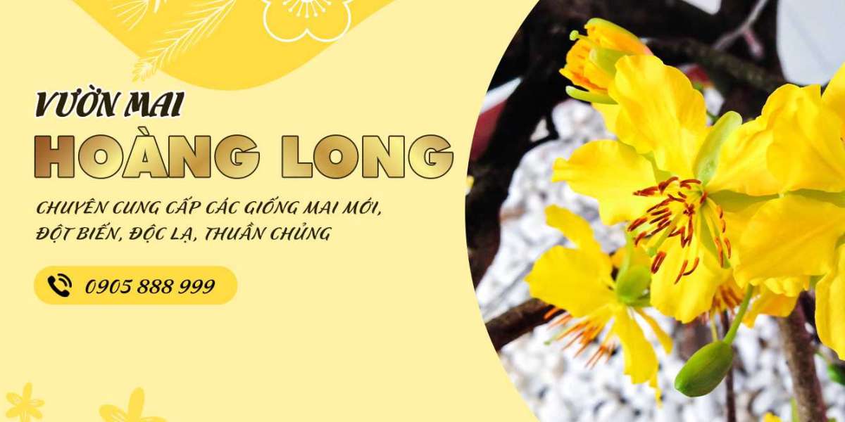Chăm Sóc Mai Tết: Hành Trình Đến Với Nụ Hoa và Kết Thúc Mùa Mai