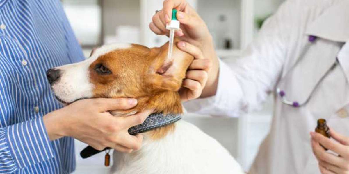 Understanding Blood Tests for Dogs Our Long Island Vets