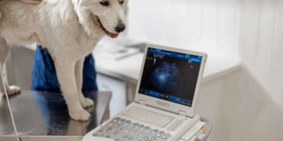 Pet X-Rays Versus Ultrasounds Cherished CompanionsCherished Companions Animal Clinic