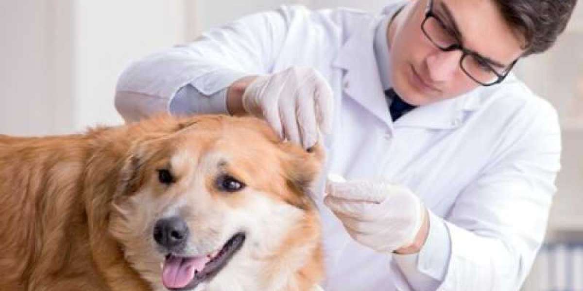 Edema Pulmonar en Perros: Causas y Tratamiento