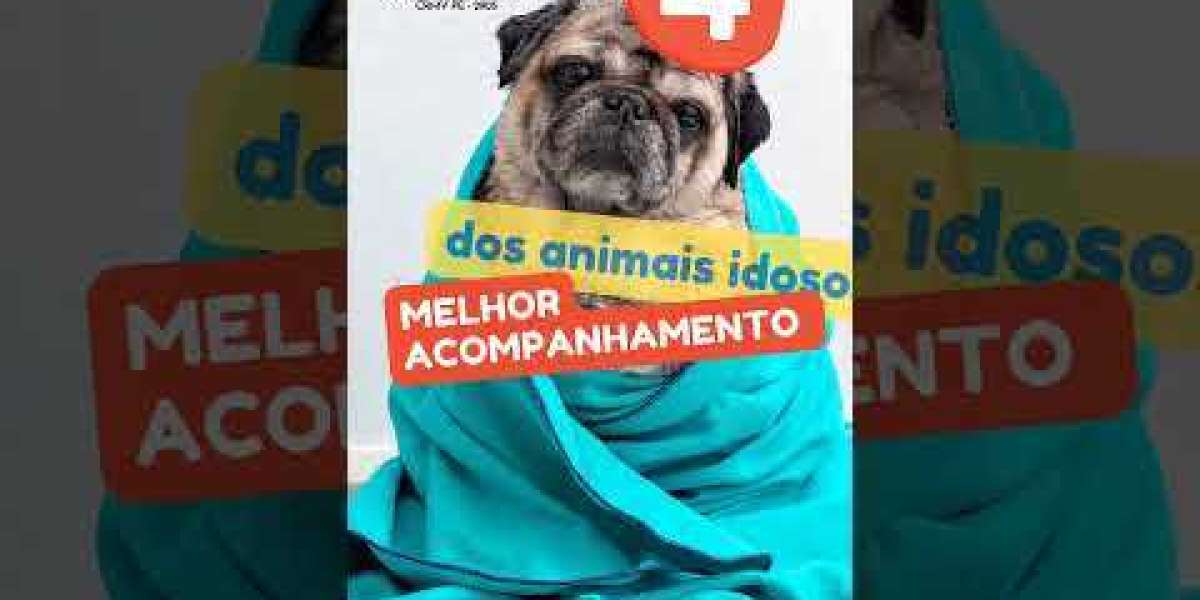 Cómo realizar correctamente una ecografía a un perro