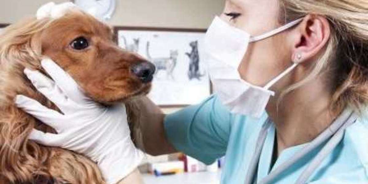 How Much Does A Vet Visit Cost?