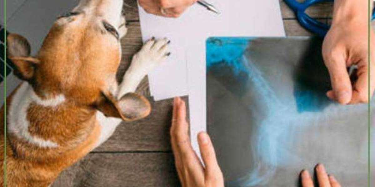 Understanding Blood Test Results for Dogs Vet Tips